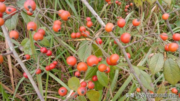 爺爺喜歡用“小果薔薇”煮水泡腳,這有啥妙用,囑咐要幫忙摘點 爺爺喜歡用“小果薔薇”煮水泡腳,這有啥妙用,囑咐要幫忙摘點