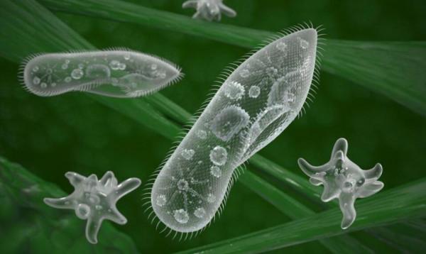 進化論的終極BUG:烏龜為何會成為科學家們的噩夢? 進化論的終極BUG:烏龜為何會成為科學家們的噩夢?