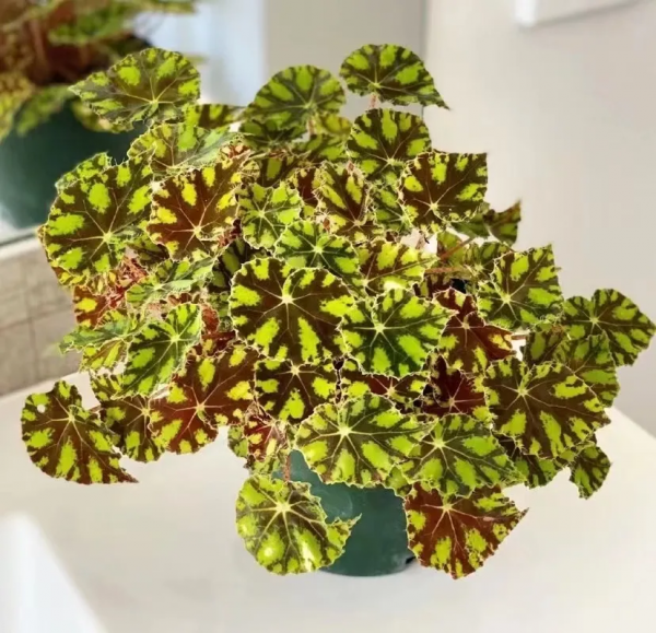 多“熱”才能叫“熱植”？