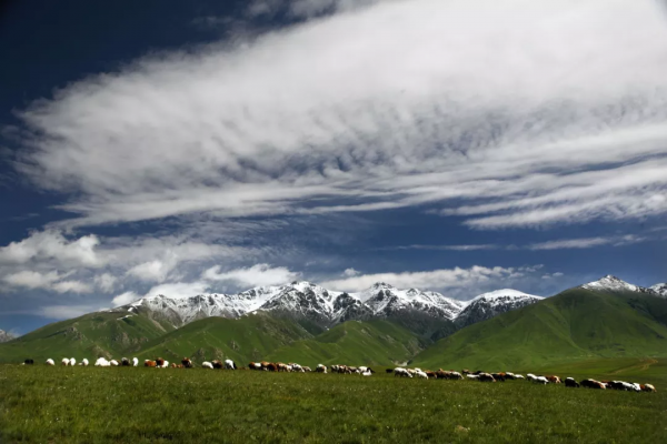 天山草原——伊犁河谷
