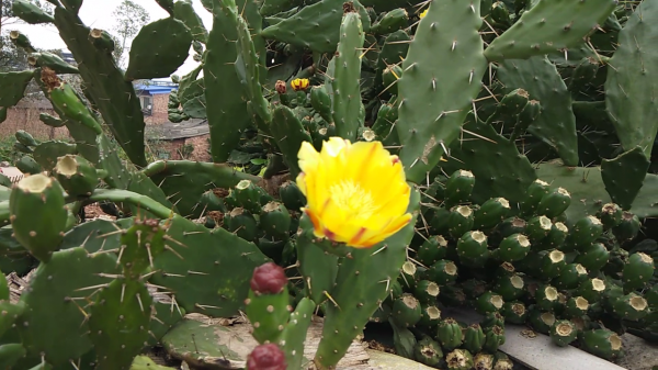 能吃的仙人掌你見過嗎？煮水喝能行氣活血，不僅僅是觀賞