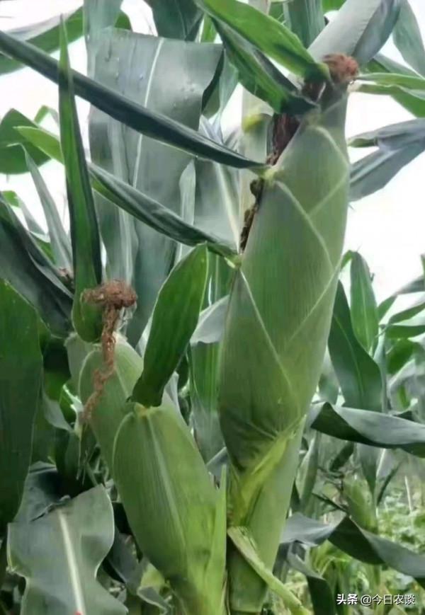 這就是作物需肥規律，讀懂它就知道如何科學施肥了