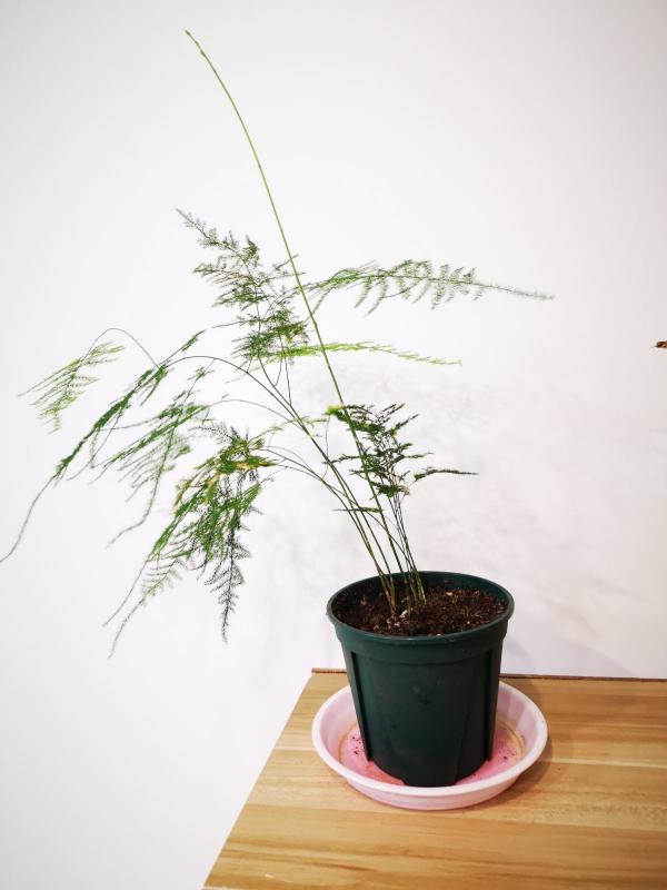 老教師愛養的7種花,書香氣飄滿屋,文化底蘊十足 老教師愛養的7種花,書香氣飄滿屋,文化底蘊十足