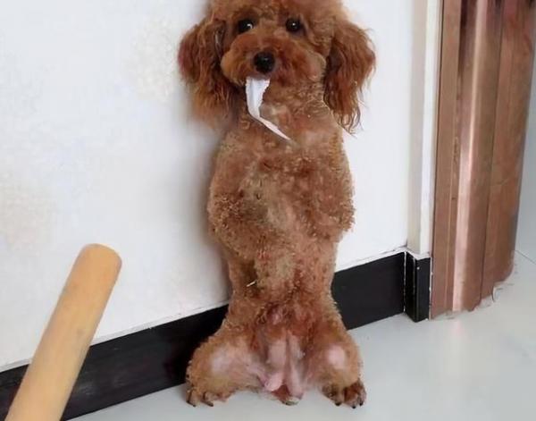 這幾種方式養狗,是在給狗狗“上刑”吧 這幾種方式養狗,是在給狗狗“上刑”吧