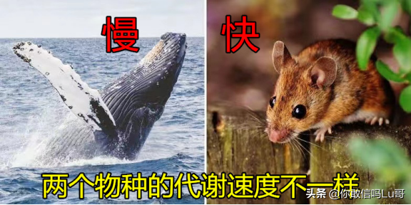 癌症發生的真正原理是什麼?目前提出了三個假說,都有哪些? 癌症發生的真正原理是什麼?目前提出了三個假說,都有哪些?