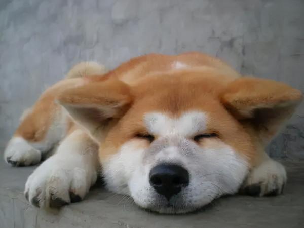 秋田犬缺乏微量元素,別亂補,這樣做就好 秋田犬缺乏微量元素,別亂補,這樣做就好