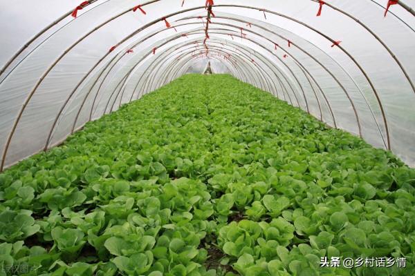 自家種菜不建議用化肥和農藥，試試這個方法，何愁種不出好菜