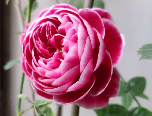 5種基礎肥料知識，學會“對症下藥”，植物“桿狀葉肥”