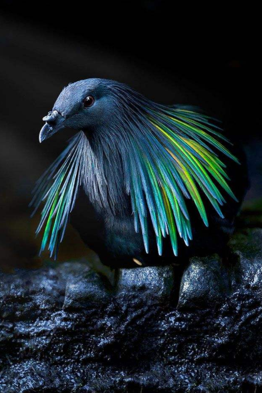 羽毛最漂亮的鴿子，和冠羽最漂亮的鴿子，你更喜歡誰？