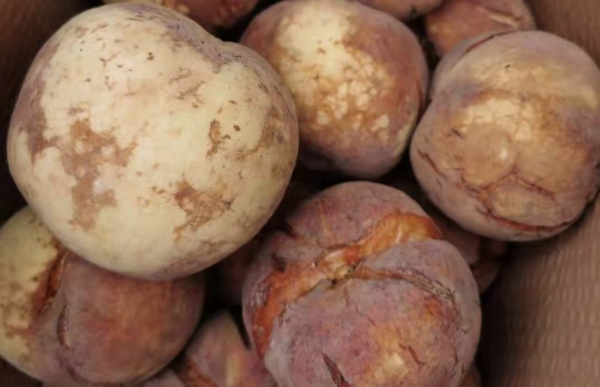 買“爆炸桃”是交智商稅？專家：儘管很醜，但有“內涵”