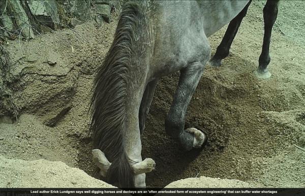 博物志 | 我命由我不由天——在沙漠挖洞的野驢