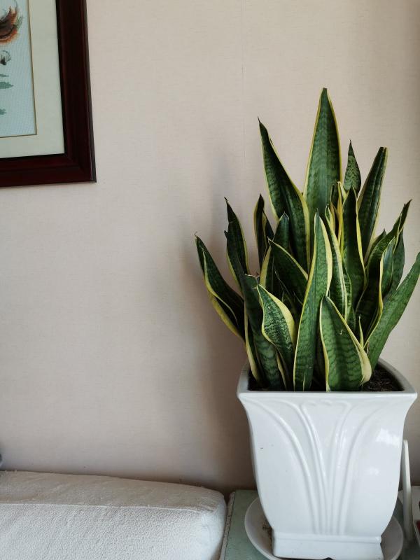 4種植物超怕水，水一多就爛，“放養”才能長得好