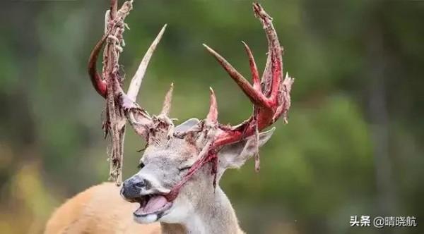21張活久未見的罕見照片，大自然有時很殘酷，網友直呼長見識了