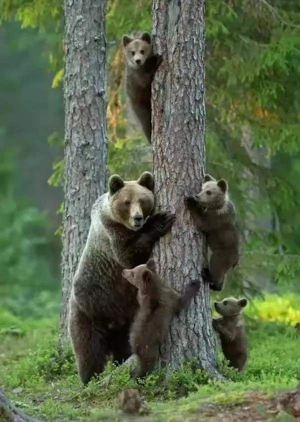 分享圖片動物界的美好時光