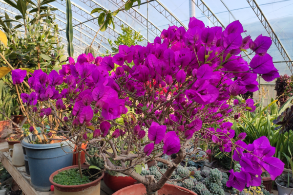 如果你是北方的,養三角梅這樣做,春季不長一片葉,枝頭全是花 如果你是北方的,養三角梅這樣做,春季不長一片葉,枝頭全是花