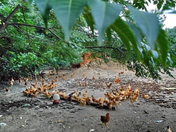 禽病中的一個老話題，禽霍亂的獸醫知識簡介