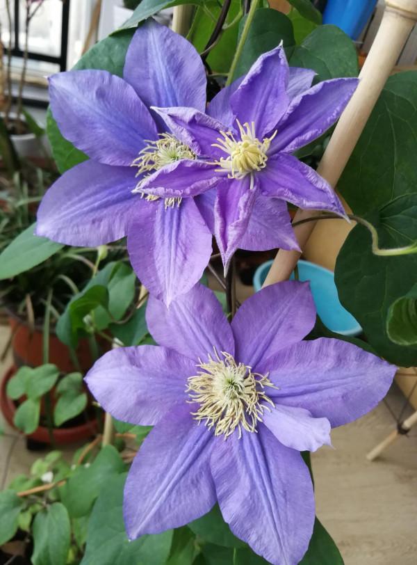 新手養鐵線蓮兩年手記