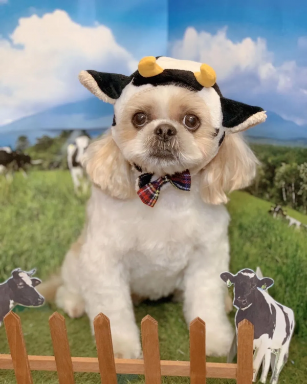 關於牛,全都是好看的 關於牛,全都是好看的