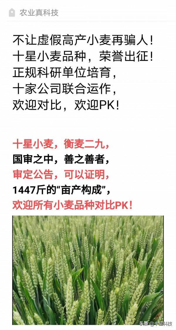 小麥品種:只吹噓高產,卻不說施肥量,都是騙子“耍流氓” 小麥品種:只吹噓高產,卻不說施肥量,都是騙子“耍流氓”