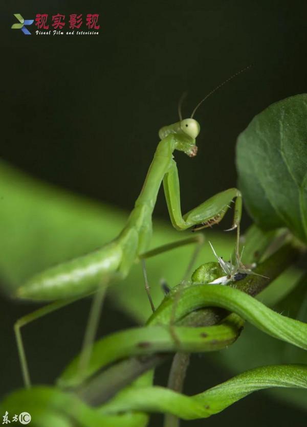 螳螂，雙臂敢擋車？