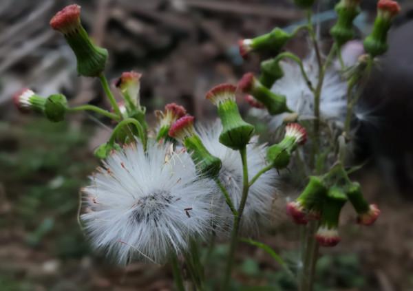 提醒:農村生活中常見的5種野菜,儘量少碰,別再誤食了 提醒:農村生活中常見的5種野菜,儘量少碰,別再誤食了
