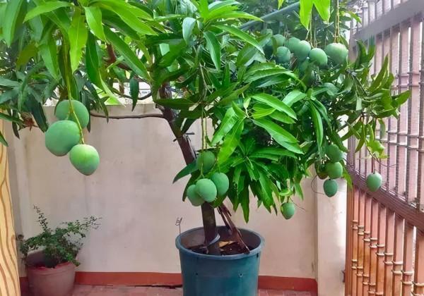 這5種“水果”很適合當盆栽,一根枝條就能活,養過一年有得吃 這5種“水果”很適合當盆栽,一根枝條就能活,養過一年有得吃