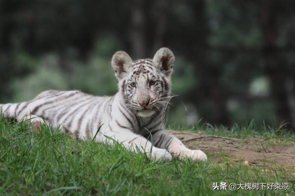 北京野生動物園的小老虎太萌、太可愛