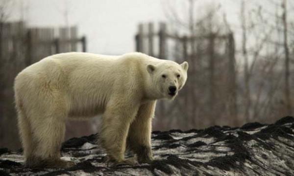 紅星2021國際年終報道② | 全球氣候之殤,“後天”還遠嗎? 紅星2021國際年終報道② | 全球氣候之殤,“後天”還遠嗎?