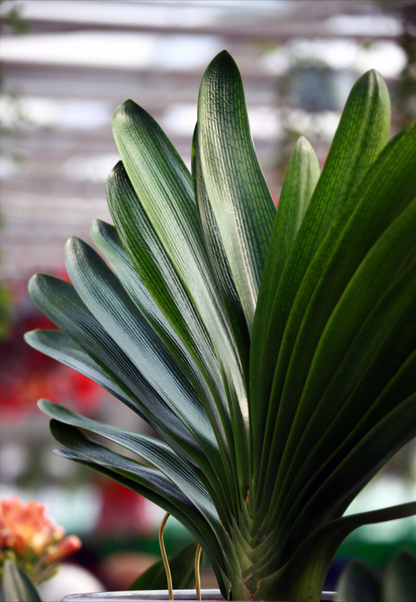 適合客廳養的5種漂亮花,喜慶大氣又吉祥,幸福感滿滿 適合客廳養的5種漂亮花,喜慶大氣又吉祥,幸福感滿滿