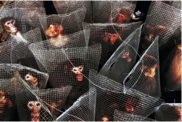 危險，別靠近！美國實驗室猴子運輸途中逃跑 背後暗藏更大的秘密