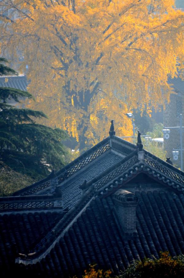 小雪節氣陶醉在迷人的銀杏黃中