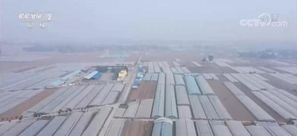 保供穩價在行動｜河南滑縣：蔬菜採收忙 加緊保供 價格回落明顯