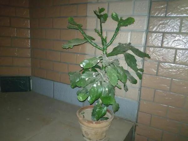 三種必備的“鎮宅肉”，霸氣威武讓人安全，關鍵是好養