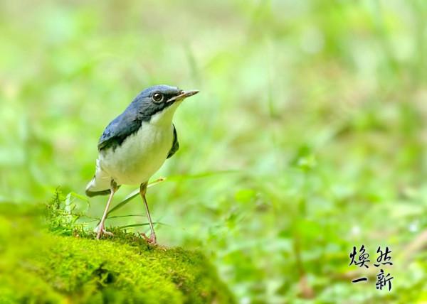 藍歌鴝俗稱藍靛槓