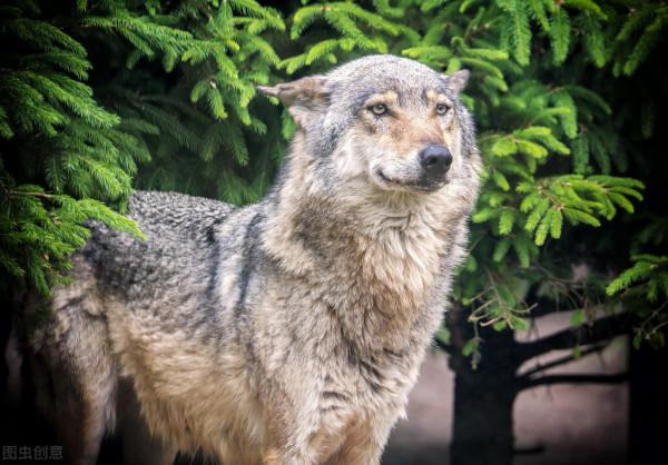 狼群進村為老人送獵物，村民：野狼知恩圖報