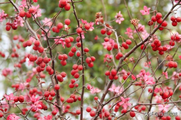 花果相擁迎冬雪,山東黃河玫瑰湖國家溼地公園現奇觀 花果相擁迎冬雪,山東黃河玫瑰湖國家溼地公園現奇觀