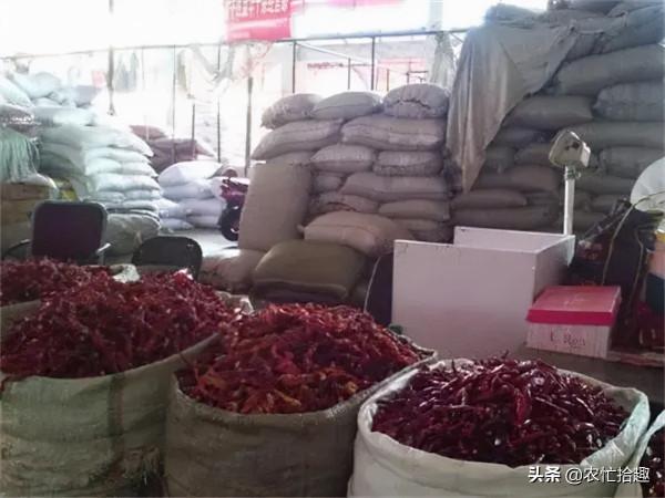 產地一斤10元還在漲,商販擔心缺貨,農民積極售賣:行情太難得 產地一斤10元還在漲,商販擔心缺貨,農民積極售賣:行情太難得