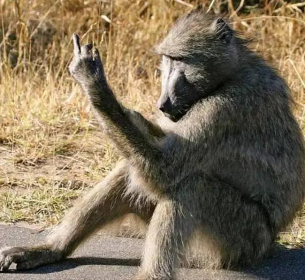 動物界奇趣瞬間抓拍，豐富多彩，異彩紛呈，難得一見，太驚豔了