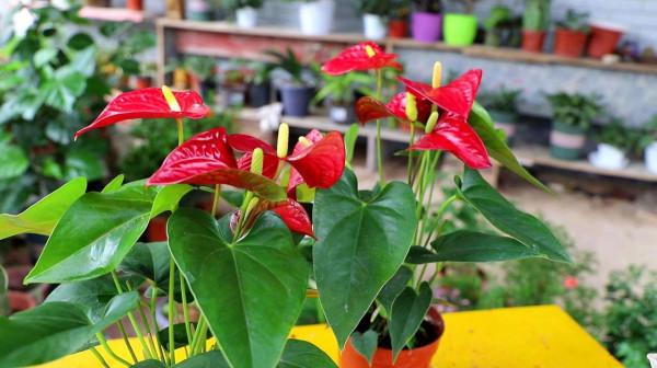 16種喜&OpenCurlyDoubleQuote;陰&rdquo;花，適合養在&OpenCurlyDoubleQuote;光照少&rdquo;的地方，光太強反而長不好