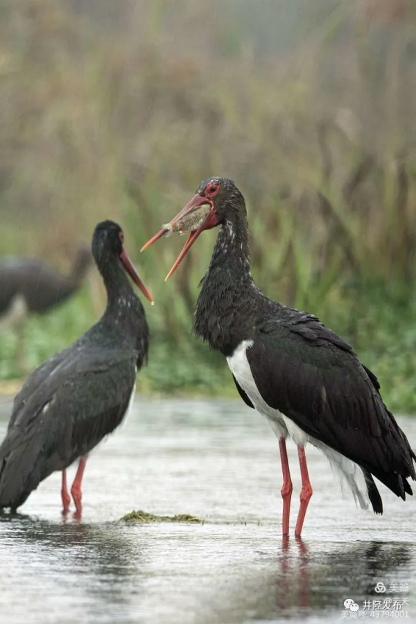 美日一景&CenterDot;井陘美 &vert; 井陘&OpenCurlyDoubleQuote;貴賓&rdquo;！