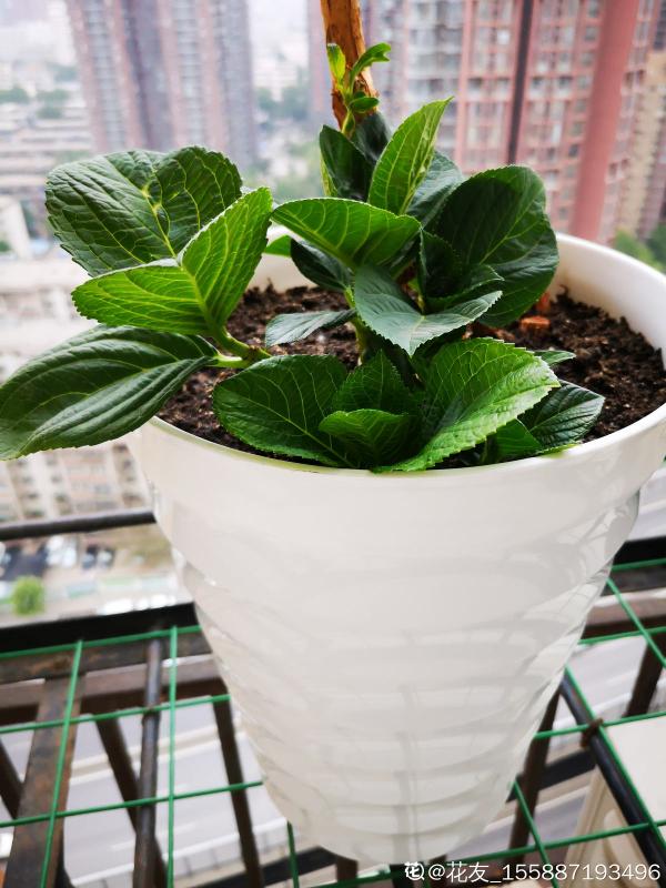 繡球花開得沒去年好，趕緊剪兩刀，不然一年比一年差