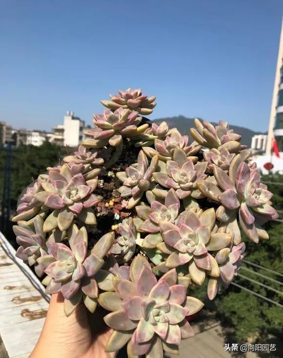 適合新手養的10種多肉，春天溫度高，髮根快，不怕養不活