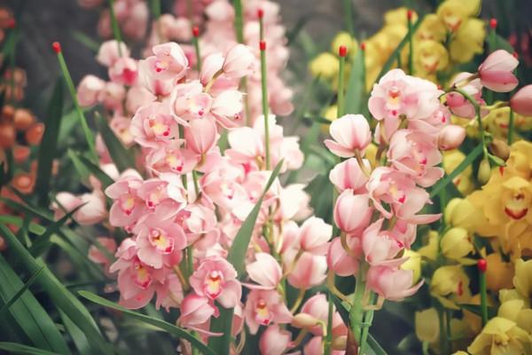 這9種花卉適應性強，各種抗性較高，適合在室內的環境中栽培