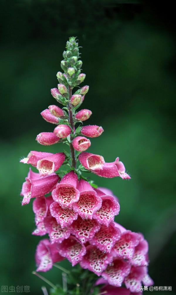 那些被名字耽誤了的極品花卉 那些被名字耽誤了的極品花卉