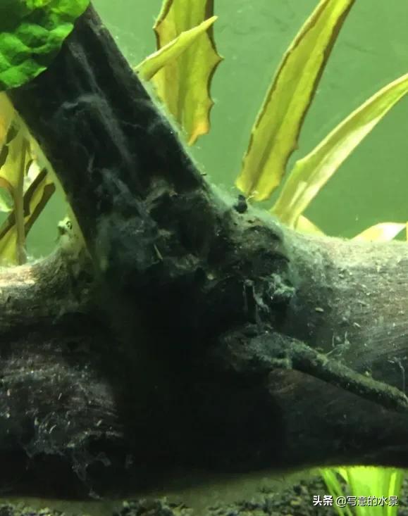 水草缸水體渾濁？原因在這。魚缸造景入門十五：水體渾濁原因