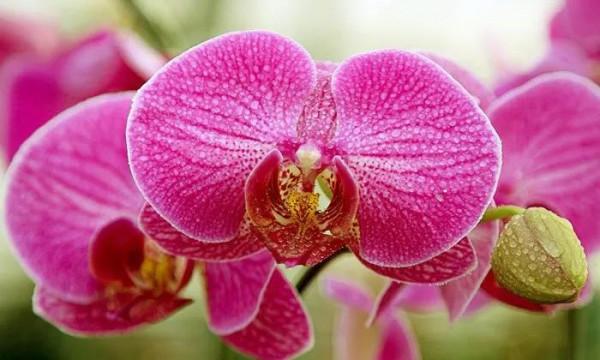 漂亮的蝴蝶蘭大全，顏色各異、姿態萬千