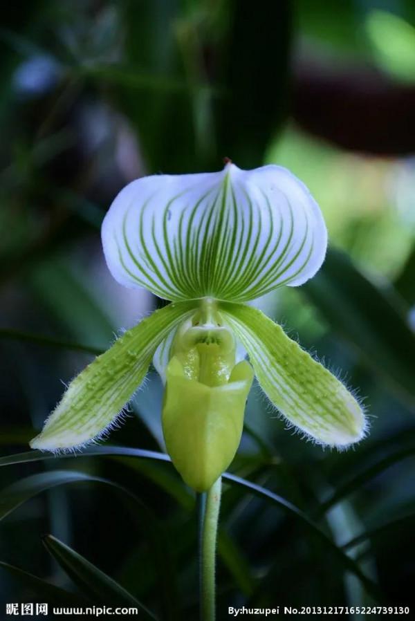 長得像拖鞋的兜蘭,你見過嗎? 長得像拖鞋的兜蘭,你見過嗎?