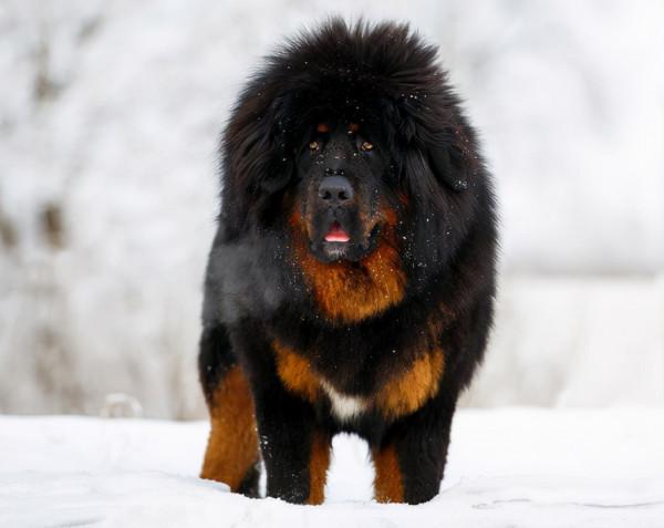 世界上最兇猛的十種狗