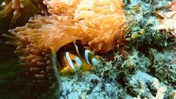 度假觀光特輯|仙本那:潛水迷的天堂,海底世界美到爆 度假觀光特輯|仙本那:潛水迷的天堂,海底世界美到爆