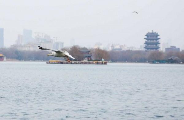 銀鷗靚翅大明湖覓食嬉戲歡樂過大年